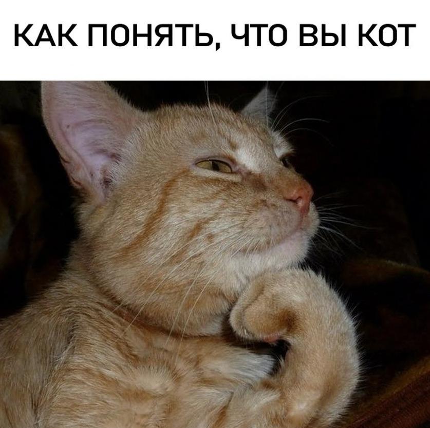 Коты на месте