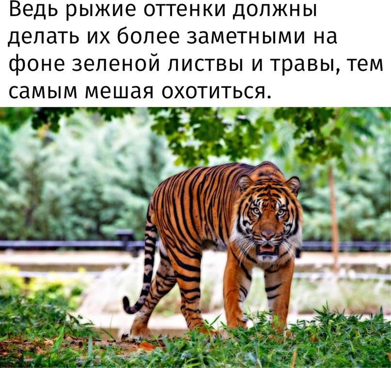Почему тигры оранжевого цвета, ведь он делает хищника намного заметнее и только демаскирует его