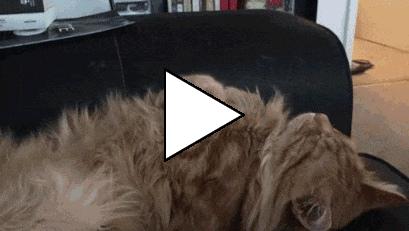 Без комментария