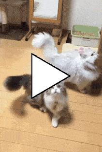 Без комментария