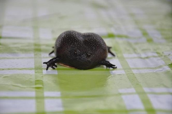 Самое недовольное земноводное в мире — чёрная дождевая лягушка