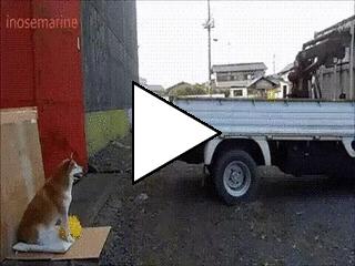 Без комментария