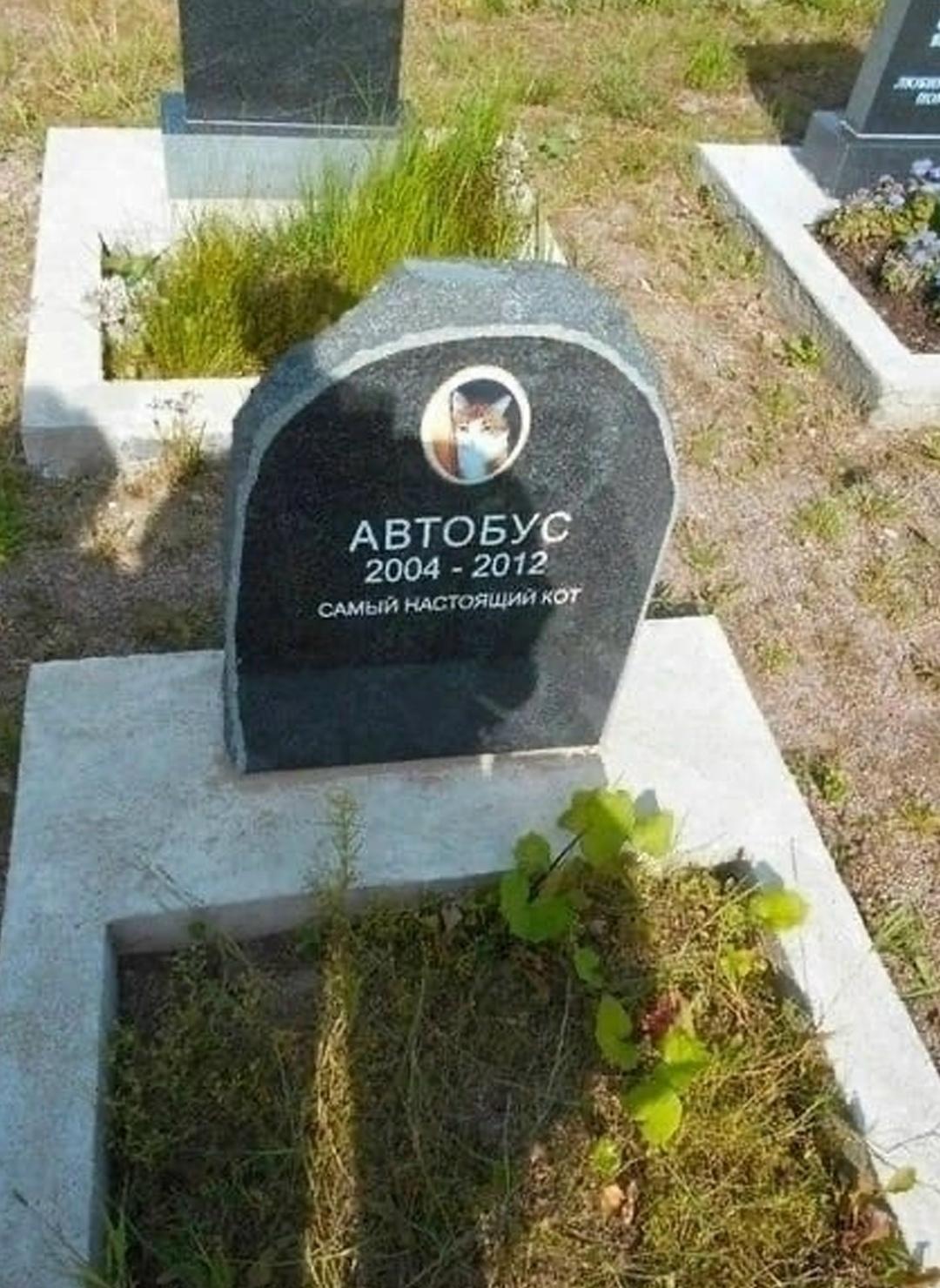 котика жалко