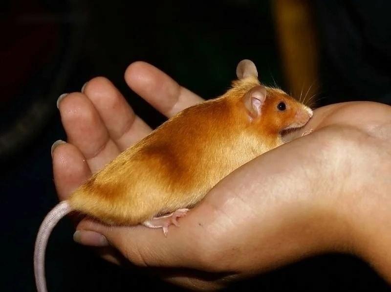 будто держишь в руке маленький пушистый слиточек золота