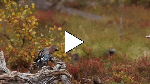 Без комментария