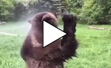 Без комментария