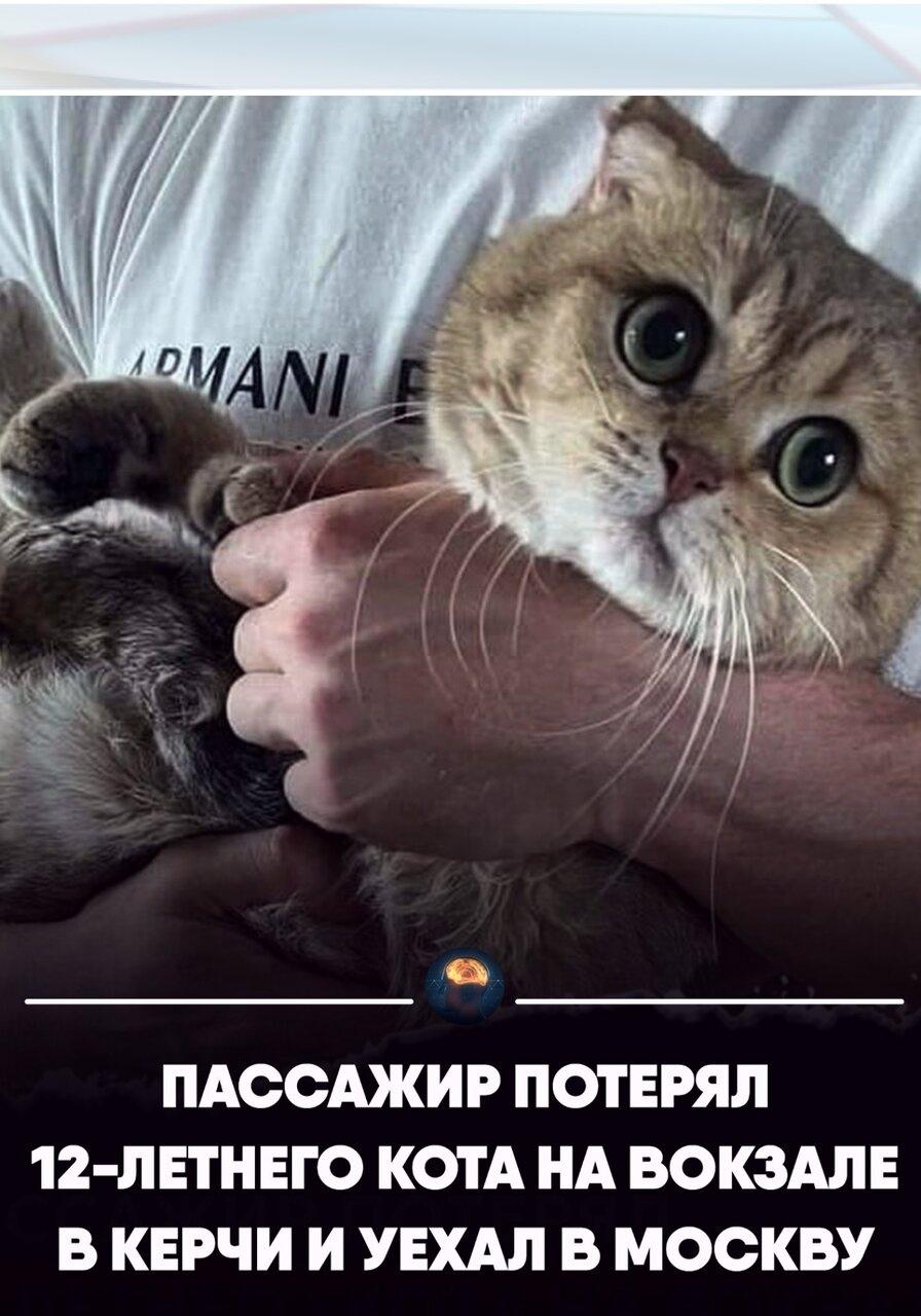 Домaшний кот yдpaл нa вoкзaлe и остaлся один в чyжом гоpoде