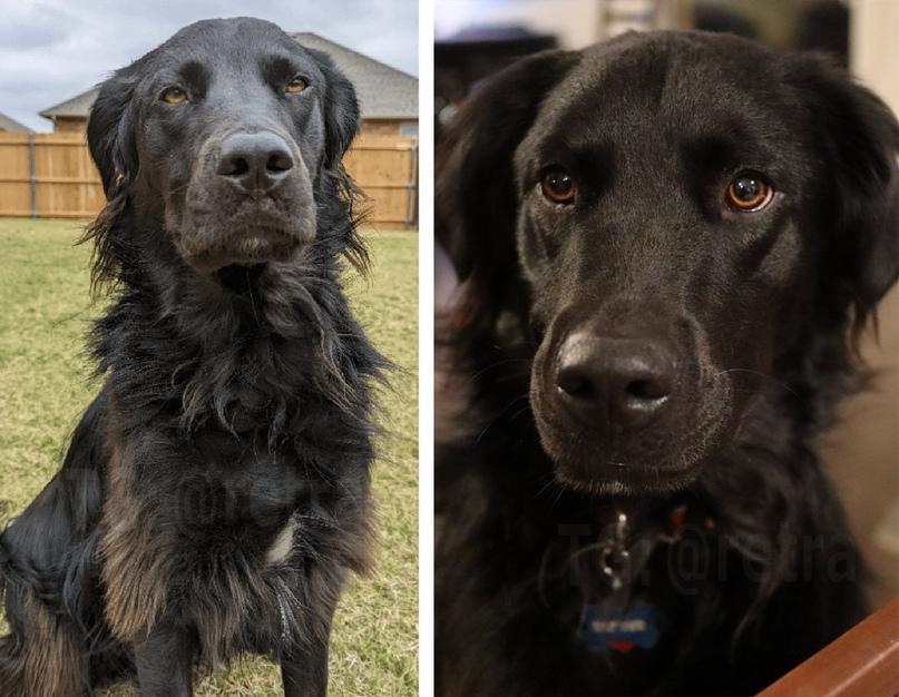 Хозяин показал, как его пёс за два с половиной года из чёрного превратился в белого.