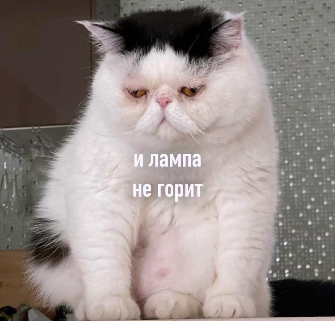 Дельные советы от котика