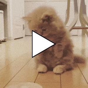 Без комментария