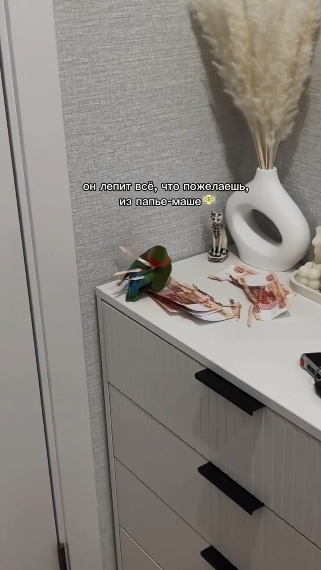 Попугай сделал себе перья из... пятитысячных купюр — хозяева просто оставили наличку на комоде и тут же пожалели об этом.