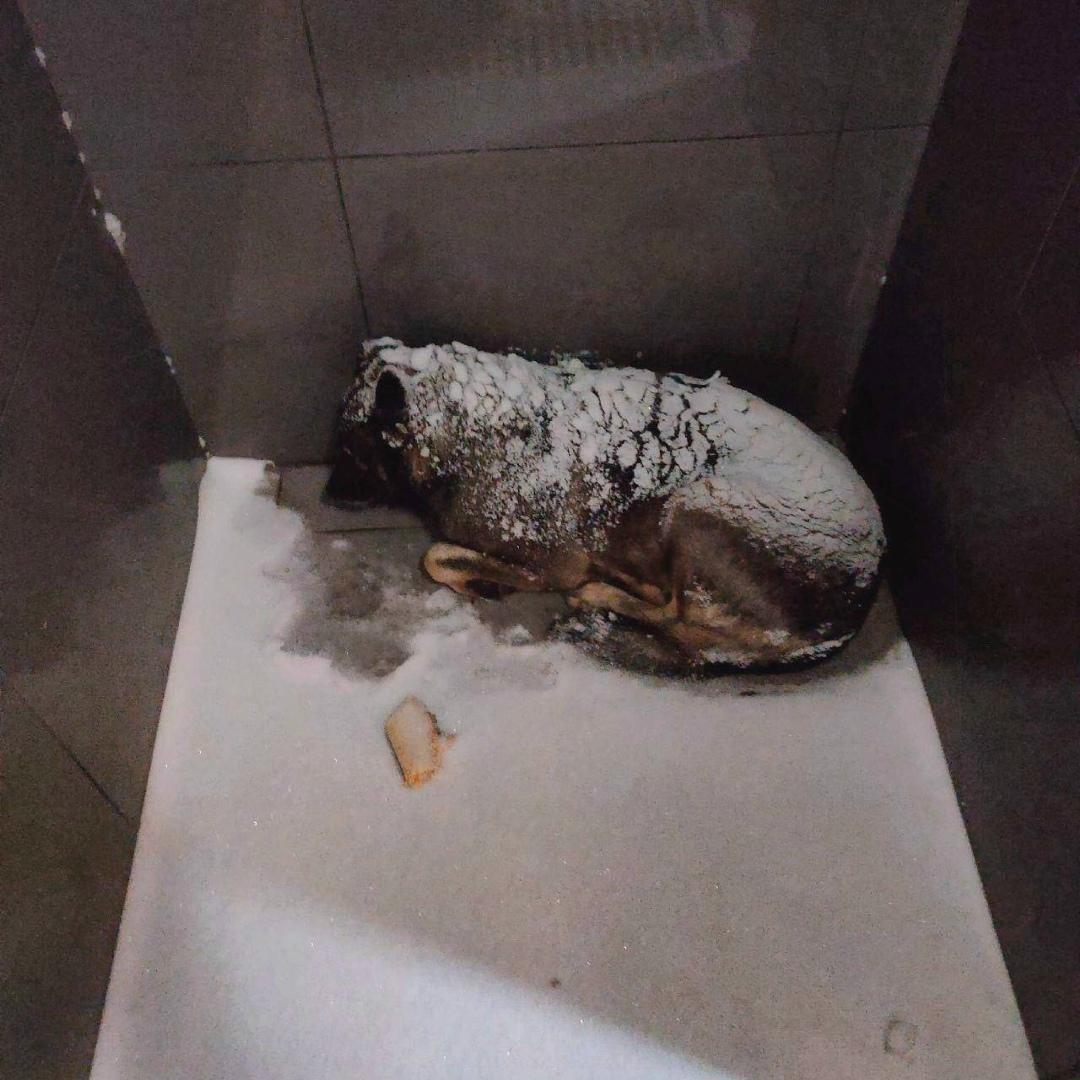 В соцсетях отменяют «Додо пиццу» после скандала с увольнением курьера, который проявил сочувствие к бездомной собаке