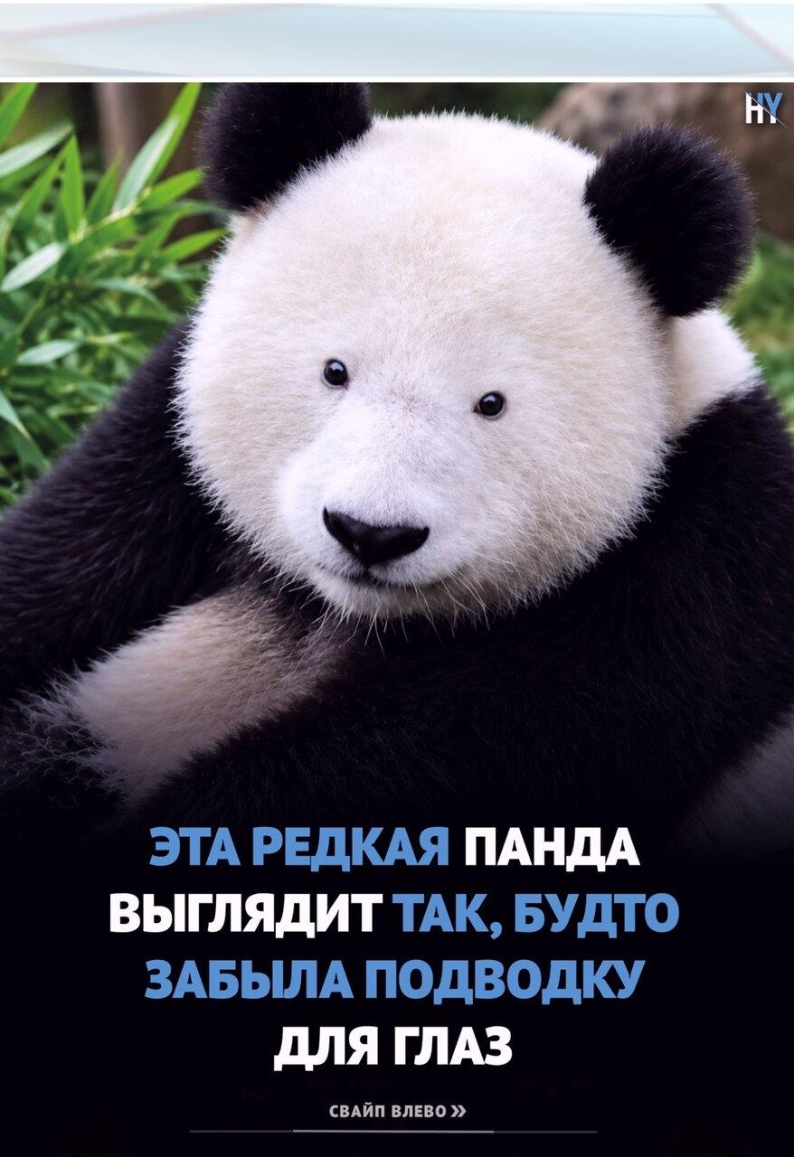 Βы бы cpaзу узнaли в этoм живoтнoм гигaнтскую пaнду