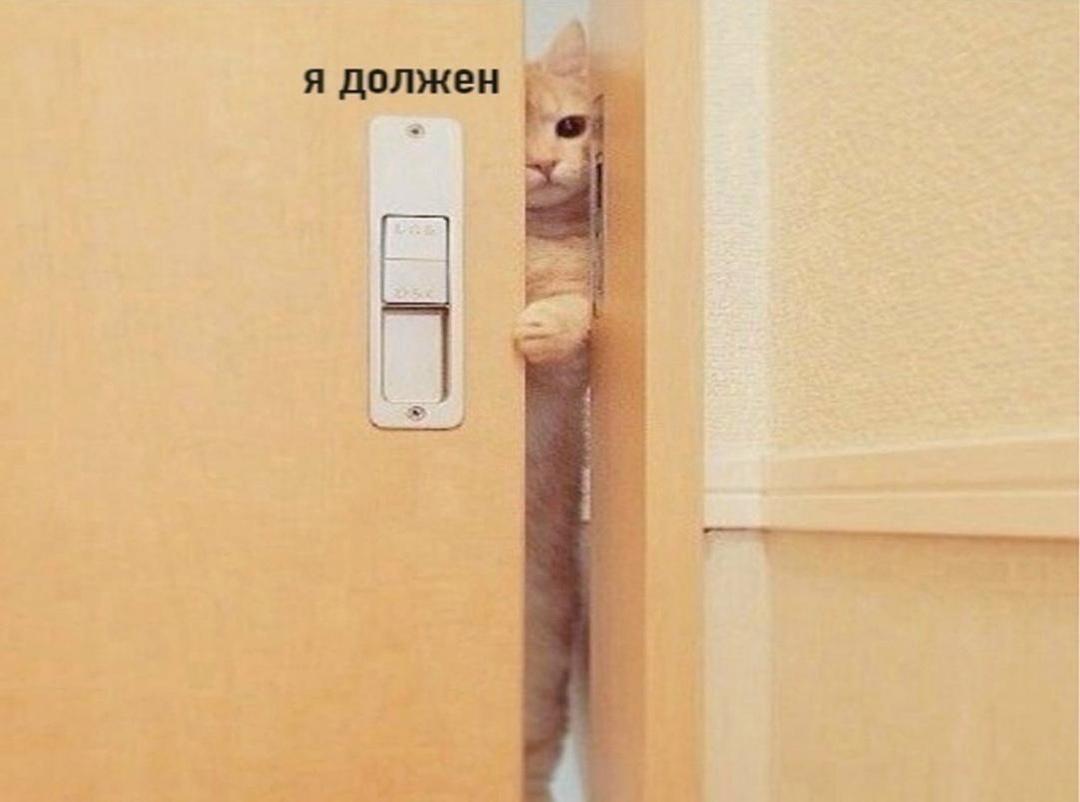 Котики всегда такие заботливые