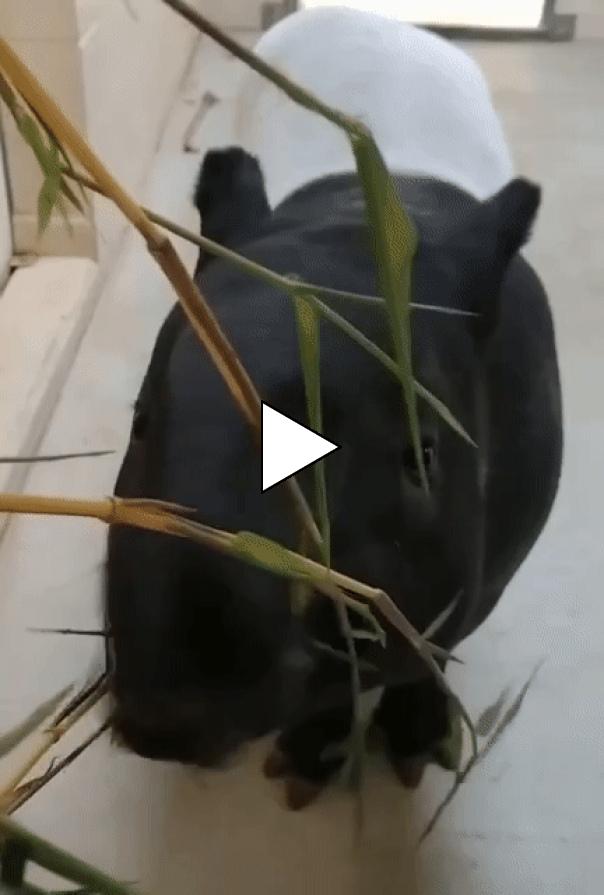 Без комментария