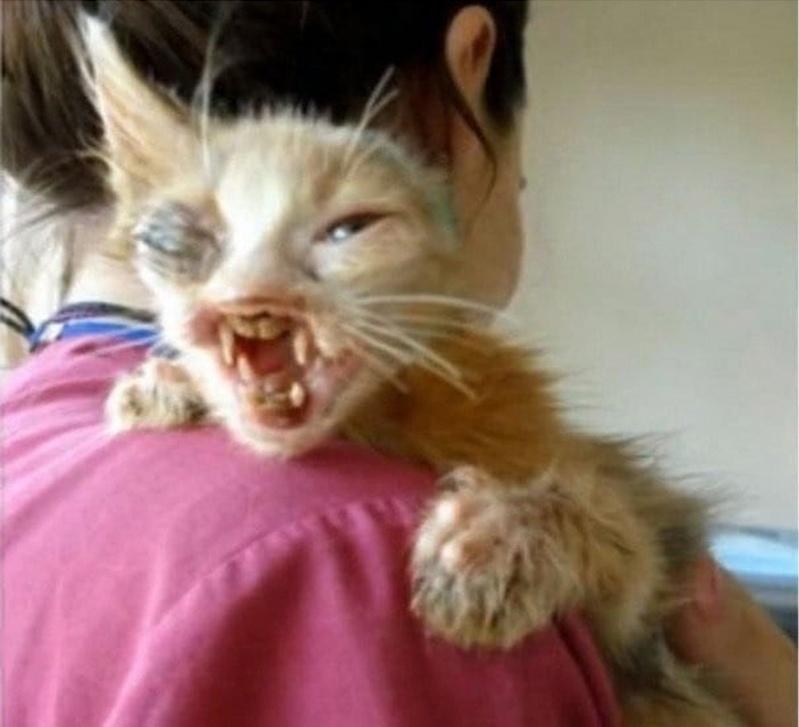 Уважение и счастья таким людям: Никто не верил, что котенка можно спасти, но неравнодушная девочка все же отнесла его в ветеринарную клинику