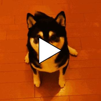 Без комментария