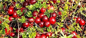 ПРЕДЛАГАЕТСЯ ЛЕСНАЯ КЛЮКВА В МОРОЖЕННОМ ВИДЕ ПО 500 РУБЛЕЙ ЗА КИЛОГРАММ