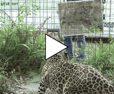 Без комментария