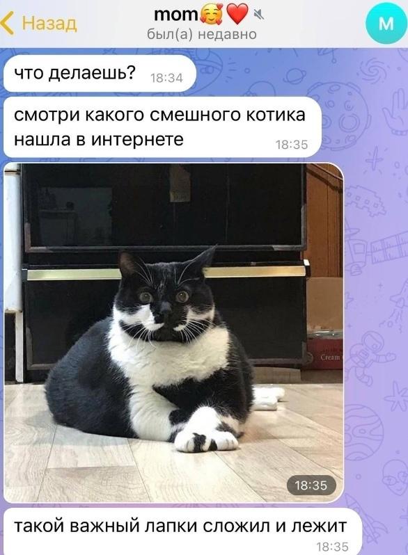 Зачем так котика кормить до ожирения