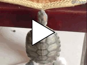 Без комментария