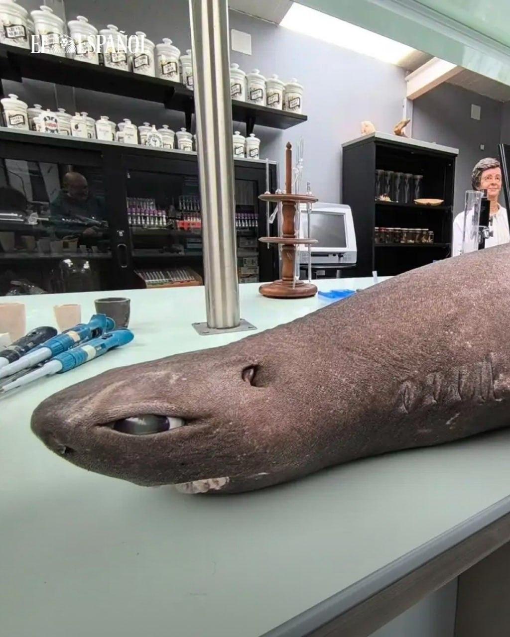 Аниме-акулу обнаружили в Испании — у неё огромные глаза.