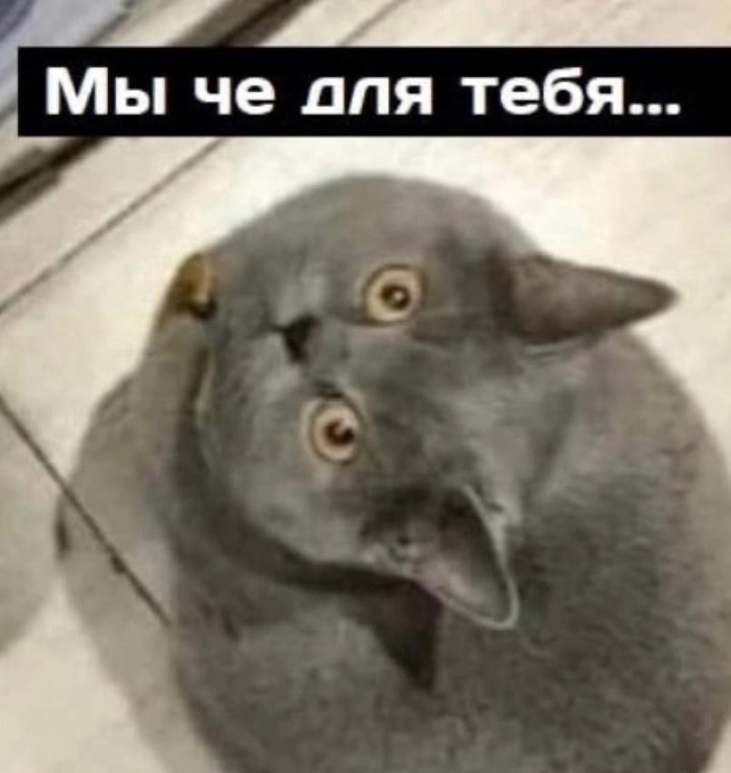 Когда хозяин приколист