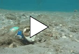 Без комментария