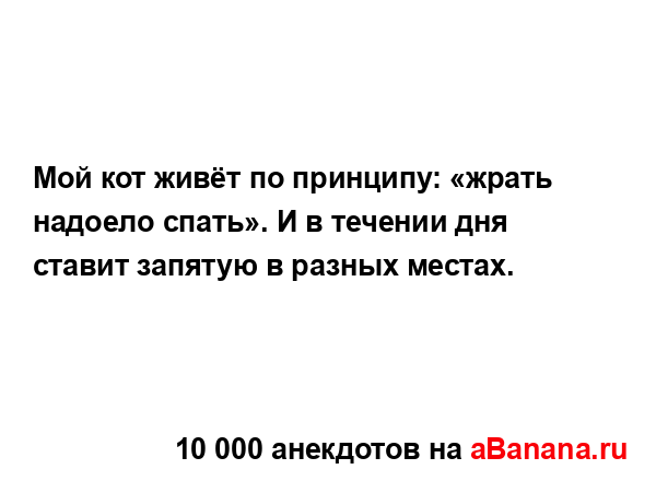 Мой кот живёт по принципу: «жрать надоело спать». И в...