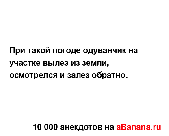 При такой погоде одуванчик на участке вылез из земли,...