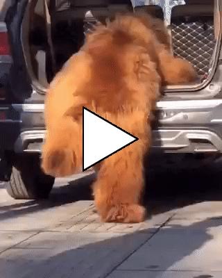 Без комментария