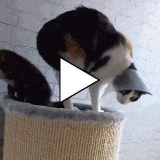 Без комментария