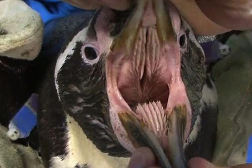 Рот пингвина изнутри