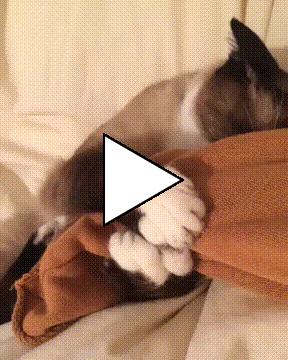 Без комментария