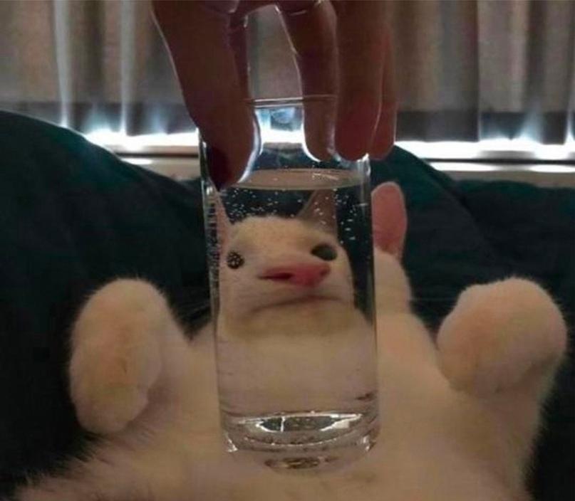 Коты и стаканы