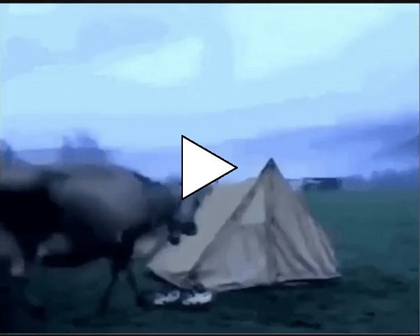 Без комментария