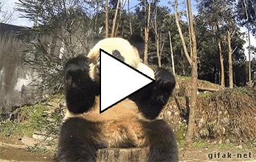 Без комментария