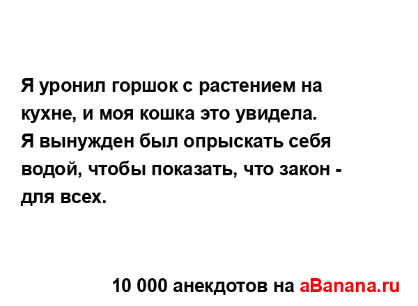 Я уронил горшок с растением на кухне, и моя кошка это...