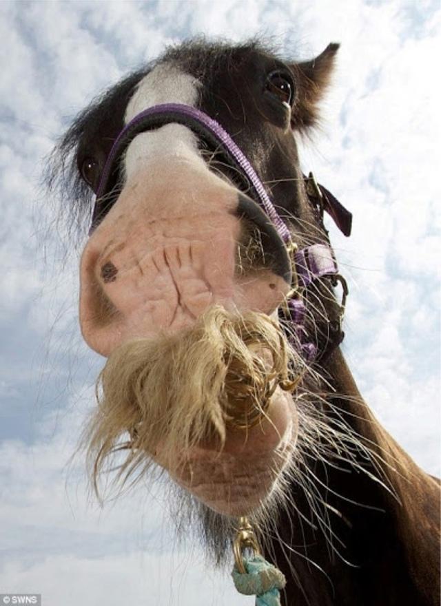 Цыганский Ваннер - порода лошадей, у которых могут расти усы