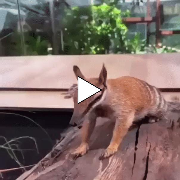 Без комментария