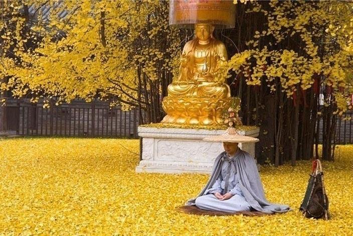 Дерево Гинкго существует уже 1400 лет и каждый год осенью покрывает золотым ковром буддийский храм