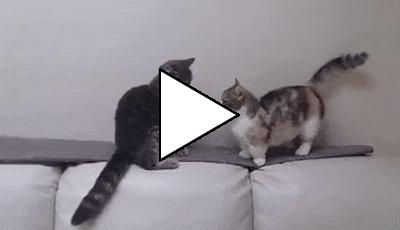 Без комментария