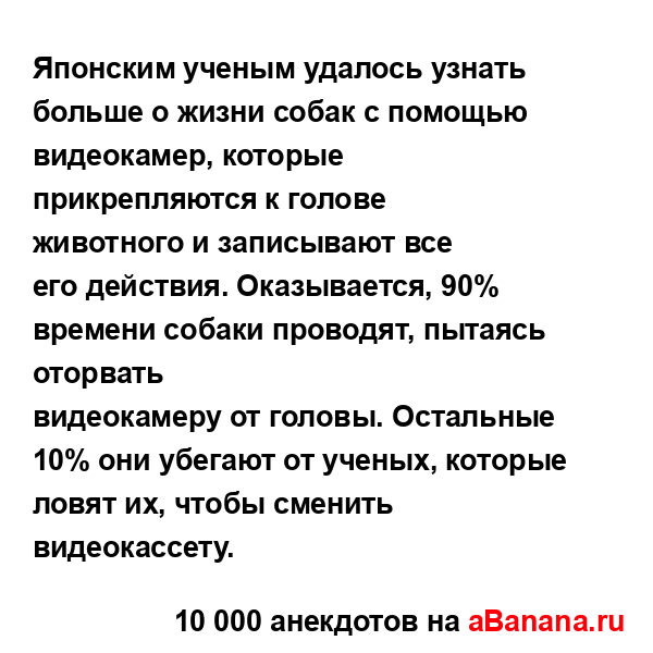 Японским ученым удалось узнать больше о жизни собак с...