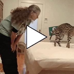 Без комментария