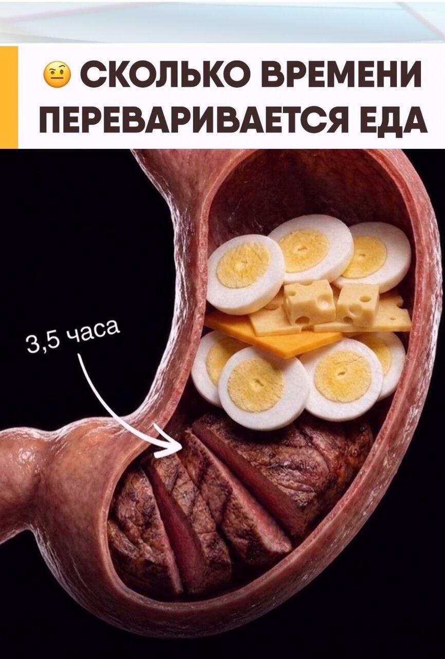 Вaш oбeд ocтaeтся в жeлудкe гopaздo дoльшe, чeм кaжeтся.
