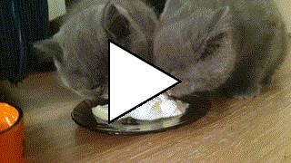 Без комментария